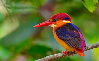 Обои природа, Рубиновый зимородок, птица