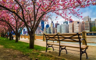 Картинка деревья, город, небоскрёбы, весна, дома, скамейки, здания, Нью-Йорк, набережная, США, вишни, цветение