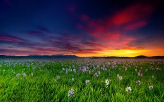 Картинка поле, цветы, закат