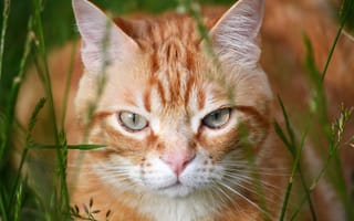 Картинка кот, взгляд, рыжий, травинки, котэ, мордочка