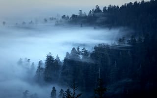 Картинка Редвуд, США, лес, Калифорния, деревья, туман