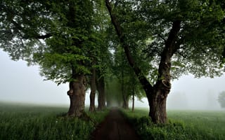 Обои дорога, туман, деревья