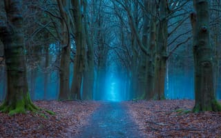 Картинка дорога, лес, Нидерланды, осень, деревья