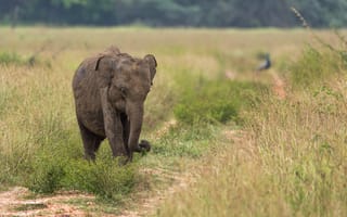 Картинка природа, Шри-Ланка, слон