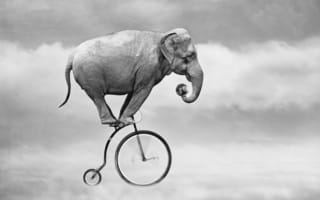 Обои слон, велосипед, небо