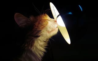 Картинка кошка, лампа, дом