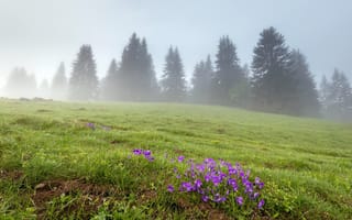 Картинка поле, туман, весна, цветы