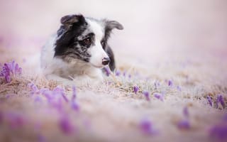 Обои собака, взгляд, друг, цветы