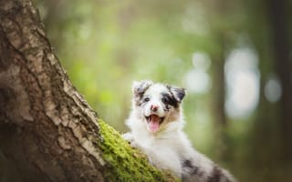 Картинка Бордер-колли, собака, дерево, щенок