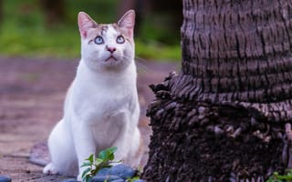 Картинка кошка, взгляд, голубые глаза, дерево, наблюдение