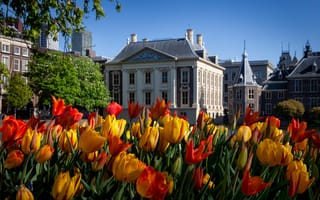 Картинка дома, тюльпаны, весна, Нидерланды, Гаага