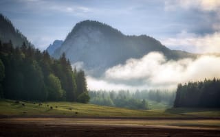 Картинка пейзаж, горы, коровы, природа, туман