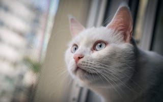 Картинка кошка, белая, мордочка, взгляд