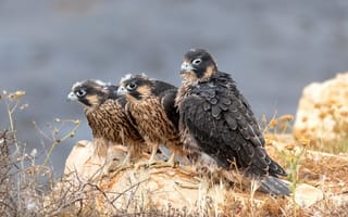 Обои птицы, Сапсан, Peregrine falcon