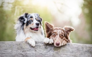 Картинка две собаки, морды, собаки