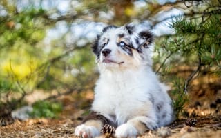 Картинка Австралийская овчарка, Аусси, щенок, собака