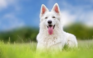 Картинка Белая швейцарская овчарка, овчарка, собака, язык