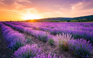 Картинка поле, лето, цветы, закат, небо, лаванда