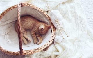 Картинка Kittens, котенок, пряжа, шарф, корзина