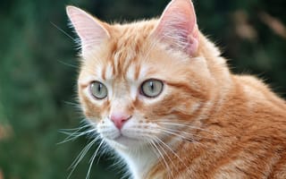 Картинка кошка, портрет, взгляд, рыжая, мордочка