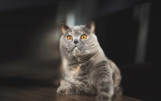Картинка кот, серый, Британская короткошёрстная кошка, взгляд