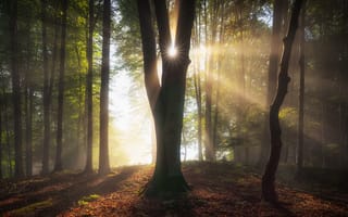 Картинка лес, деревья, Бавария, солнечные лучи, Германия