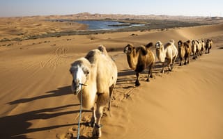 Картинка песок, пустыня, верблюды, караван