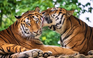 Обои любовь, дикие кошки, тигры, парочка