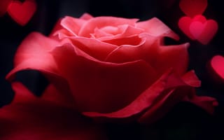 Картинка макро, цветок, роза, сердечки, розовая