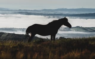 Картинка природа, туман, конь