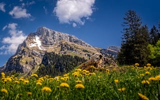 Картинка лето, горы, Toggenburg, Altmann, одуванчики, Швейцария