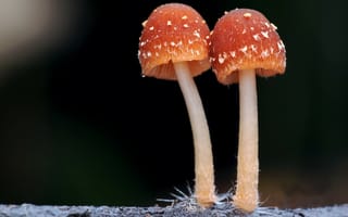 Картинка макро, грибы, природа