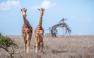Картинка жираф, пара, саванна