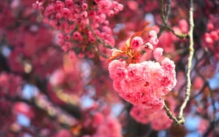 Обои сакура, цветение, вишня, ветки, цветки, макро, боке