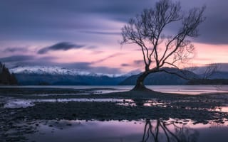 Картинка горы, Южные Альпы, дерево, Lake Wanaka, озеро, Новая Зеландия, New Zealand, Southern Alps