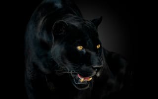 Картинка глаза, jaguar, пантера, fangs, ягуар, panther, eyes, клыки