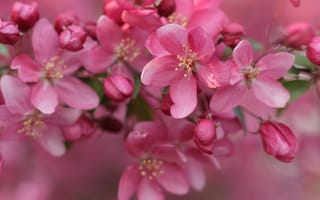 Картинка pink, flowers, cherry