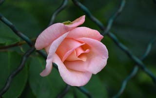 Картинка Роза, Rose, Розовая роза, Pink rose