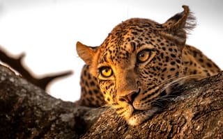 Обои взгляд, леопард, leopard, rest, отдых