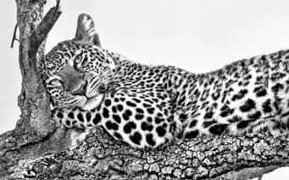 Картинка ветка, леопард, branch, leopard