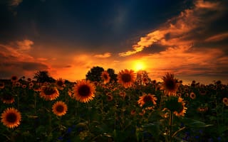 Картинка природа, sunset, sunflowers