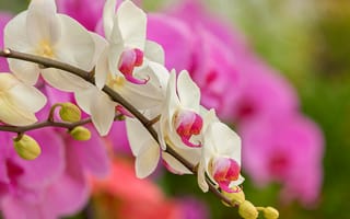 Картинка природа, ветка, орхидея, цветки, бутоны
