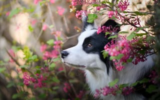 Картинка Бордер-колли, цветы, собака, морда