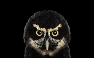 Картинка bird, black, owl