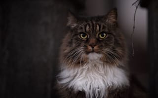 Картинка кот, пушистый, котэ, мордочка, взгляд