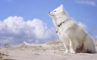 Картинка Финский лаппхунд, финская лопарская лайка, собака