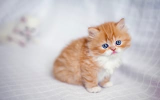 Картинка персидская кошка, малыш, рыжий, котёнок, рыжий котёнок
