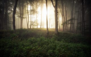 Картинка лес, свет, утро, туман
