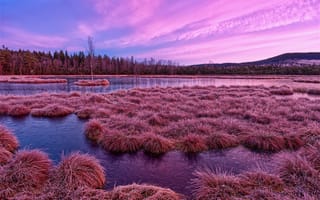 Картинка Frosty morning, Borová Lada, Svinná Lada, Jihočeský kraj