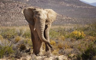 Картинка природа, African Elephant, South Africa